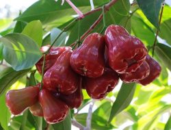 Jambu Air Jadi Primadona Rujak Nusantara, Begini Keunggulannya