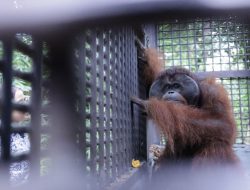 Mungky & Dodo Pulang ke Borneo: Kisah Haru Dua Orangutan Jantan yang Akhirnya Kembali ke Rumah”