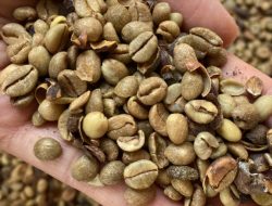 Kopi Liberika Bangkit Lagi, Jadi Harapan Baru Pertanian di IKN