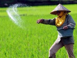 Pupuk Subsidi Penajam Aman untuk Petani